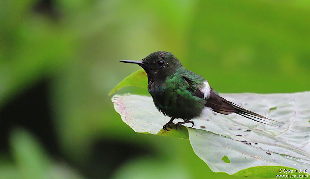 Green Thorntail male adult