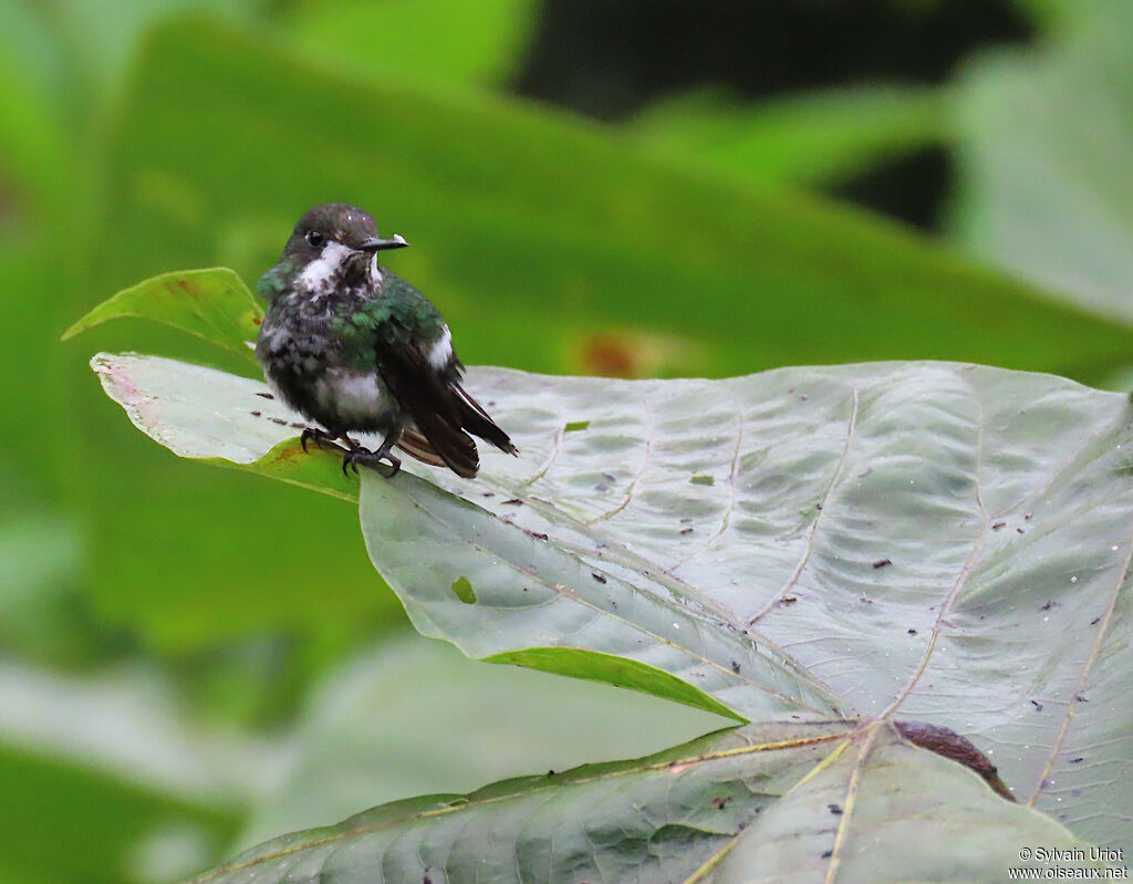 Green Thorntail female adult