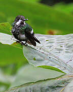 Green Thorntail