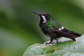 Green Thorntail