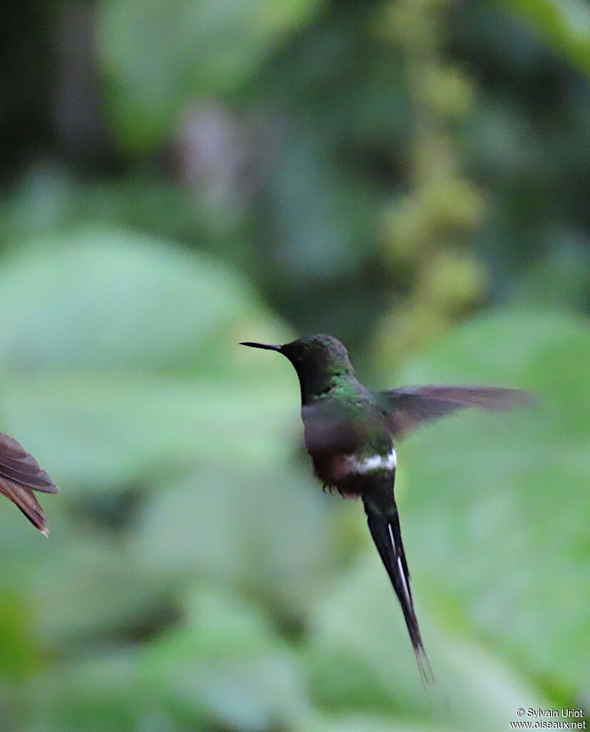 Green Thorntail male adult