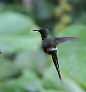 Green Thorntail