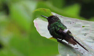 Green Thorntail