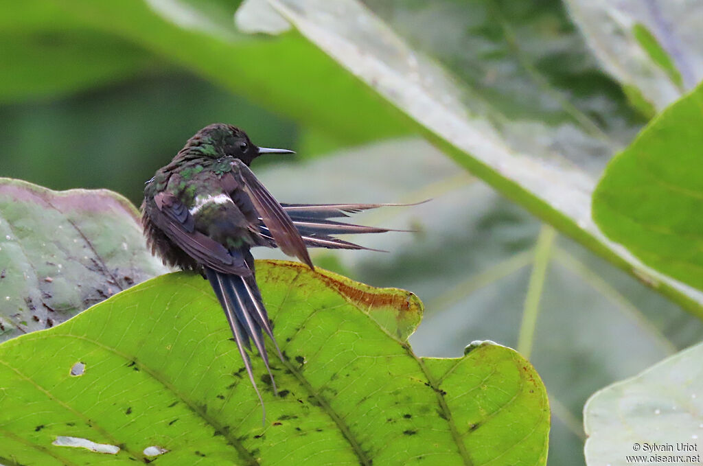 Green Thorntail male adult