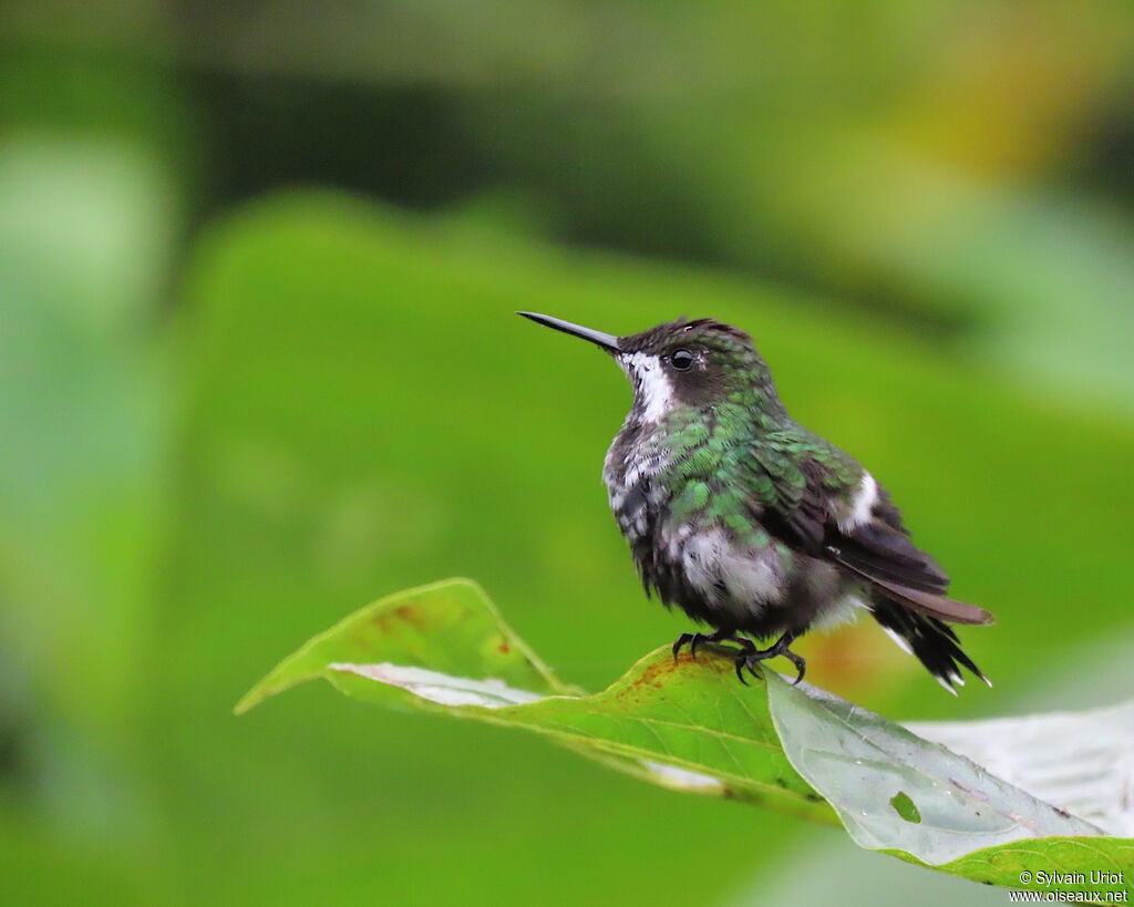 Green Thorntail female adult