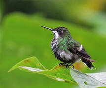 Green Thorntail