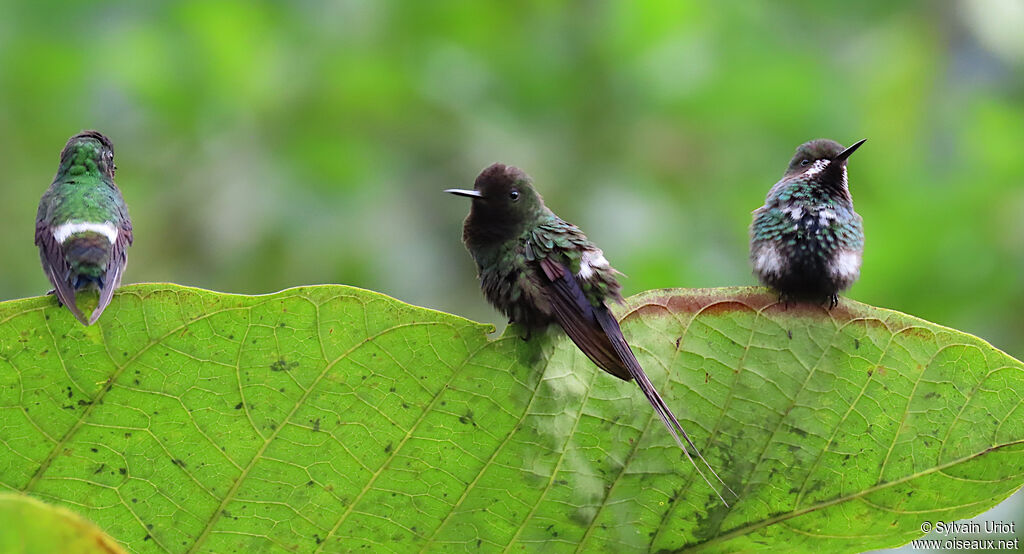 Green Thorntailadult