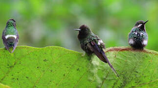 Green Thorntail