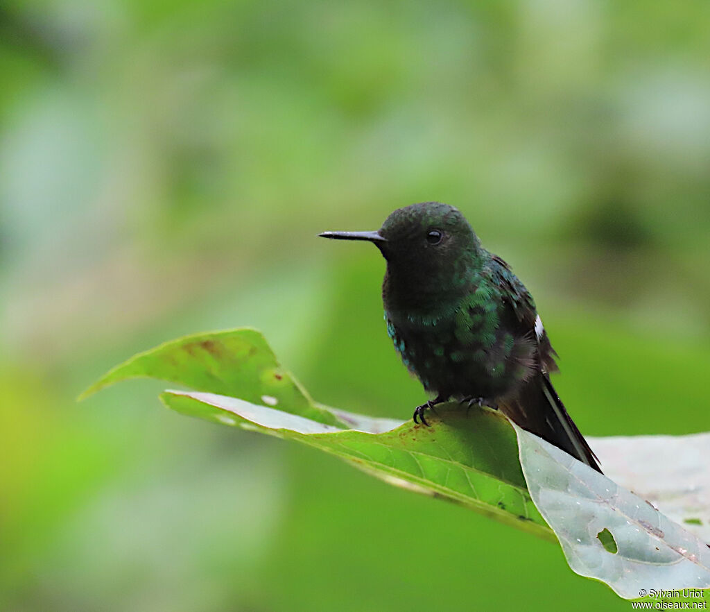 Green Thorntail male adult