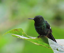 Green Thorntail