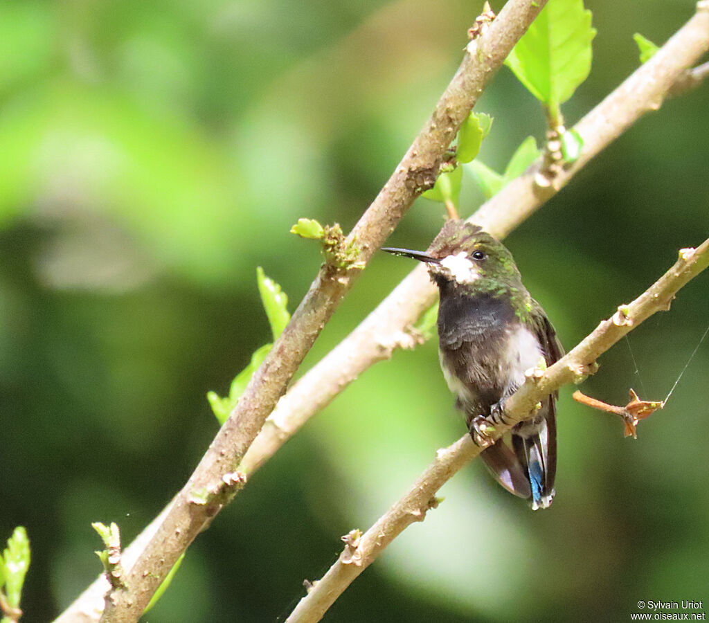 Wire-crested Thorntail female adult