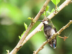 Wire-crested Thorntail