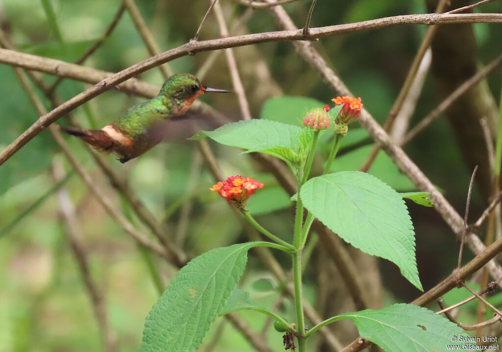 Coquette huppe-col femelle adulte