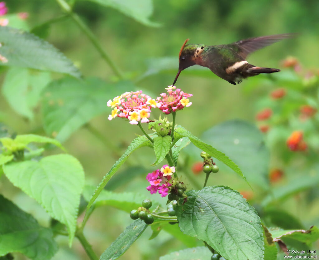 Coquette huppe-col mâle adulte