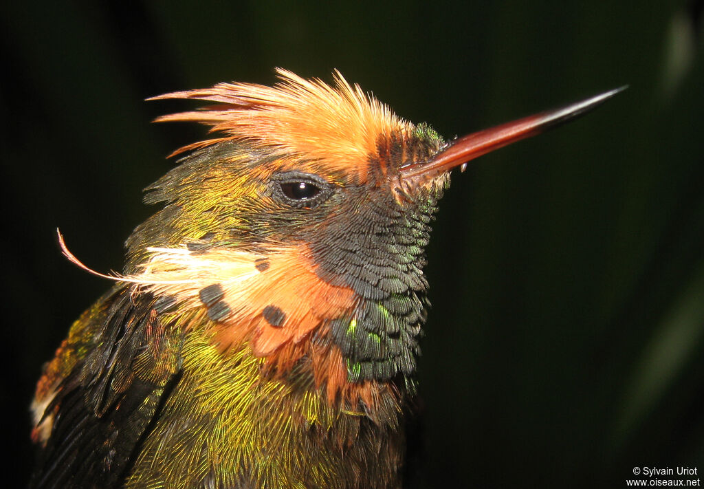 Tufted Coquette male adult