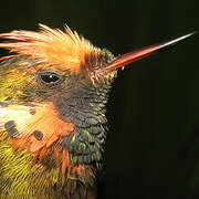 Tufted Coquette