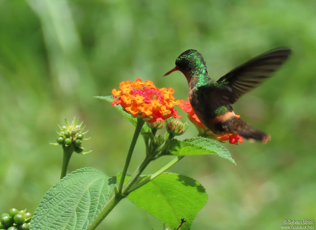 Tufted Coquette male immature