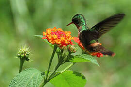 Tufted Coquette