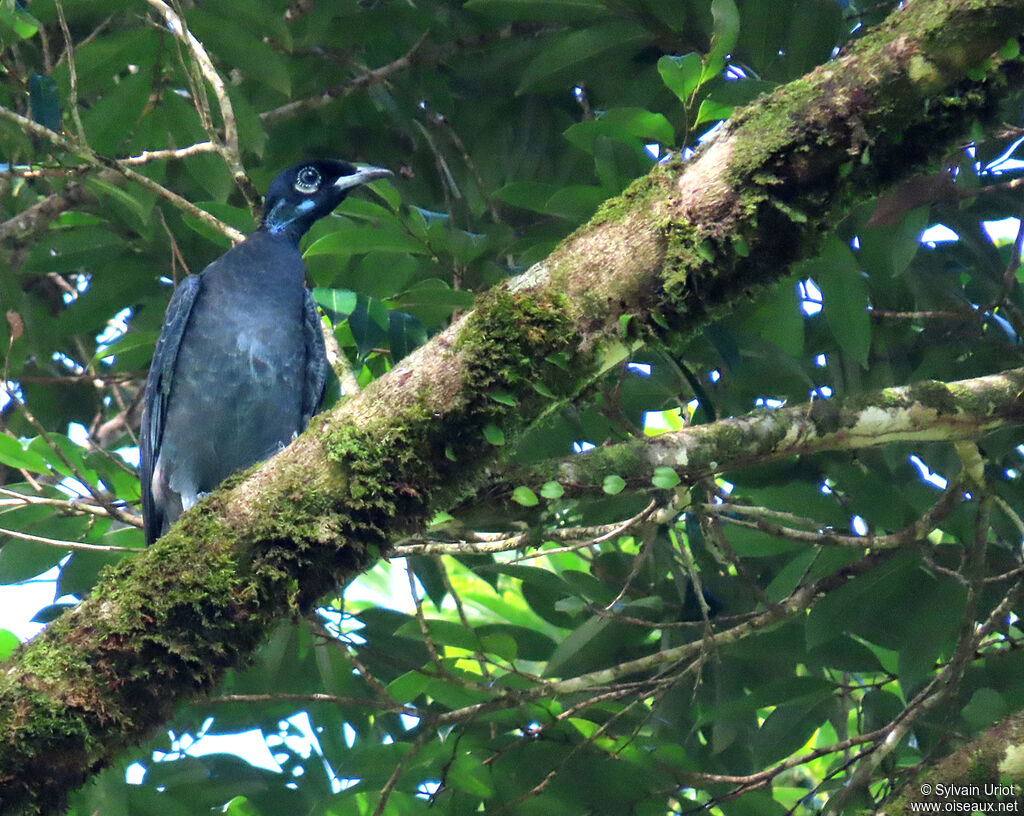 Bare-necked Fruitcrow female adult