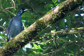 Bare-necked Fruitcrow