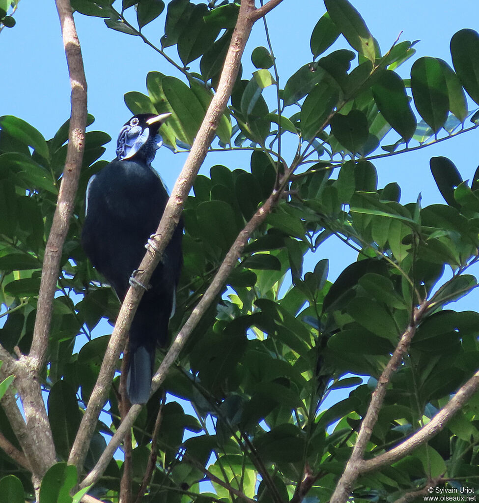 Bare-necked Fruitcrow male adult