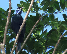 Bare-necked Fruitcrow