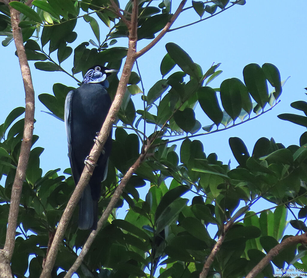 Coracine à col nu mâle adulte, habitat