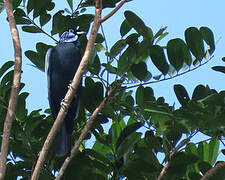 Bare-necked Fruitcrow