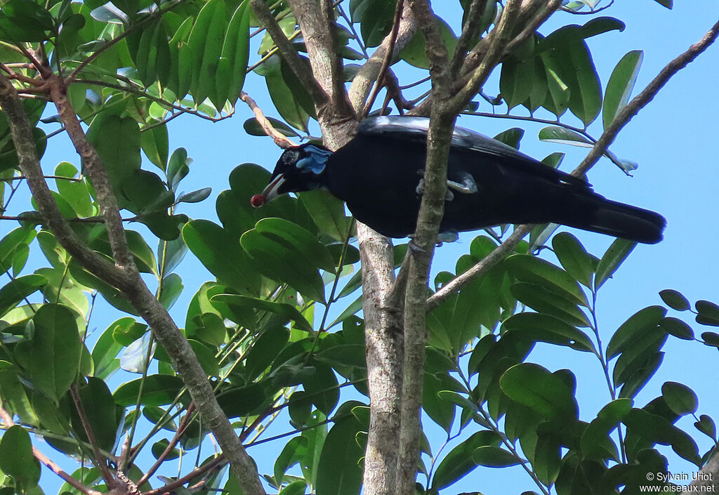 Bare-necked Fruitcrow male adult