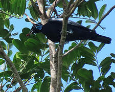 Bare-necked Fruitcrow