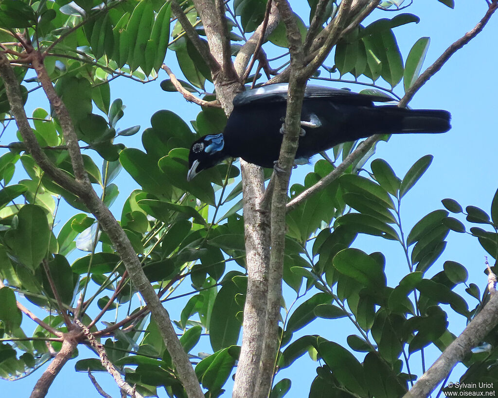 Bare-necked Fruitcrow male adult