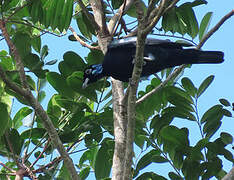 Bare-necked Fruitcrow