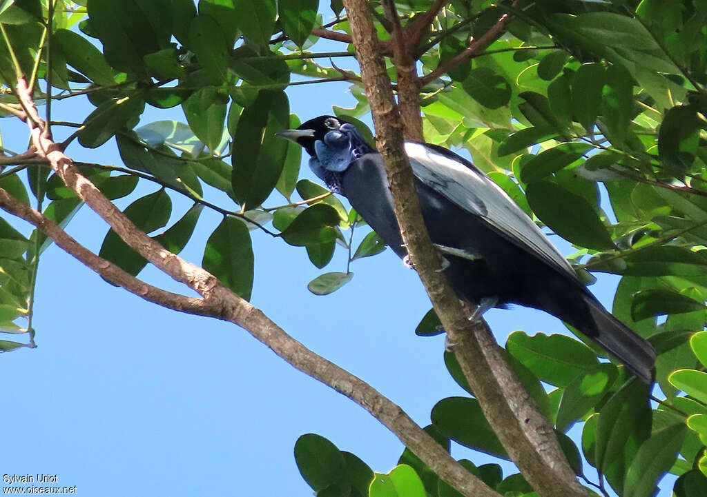 Bare-necked Fruitcrow male adult, habitat