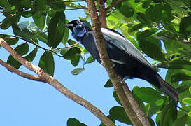 Bare-necked Fruitcrow