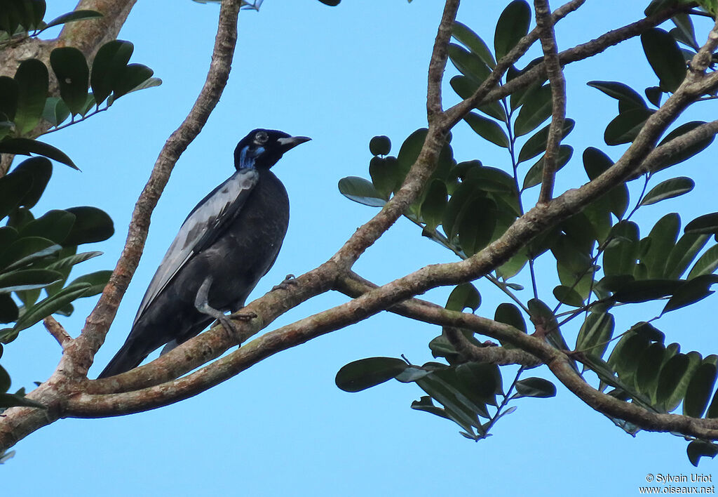 Bare-necked Fruitcrow male immature