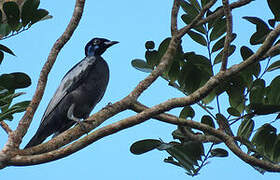 Bare-necked Fruitcrow