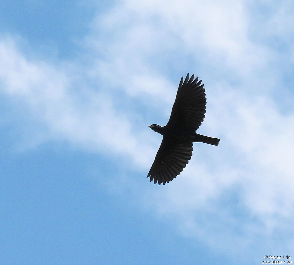 Bare-necked Fruitcrow male adult