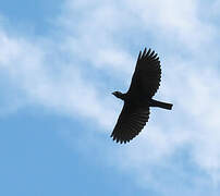 Bare-necked Fruitcrow