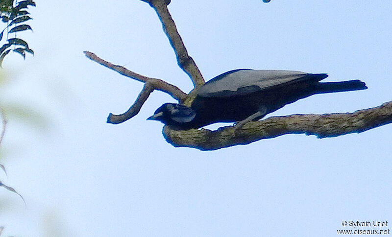 Bare-necked Fruitcrow male adult