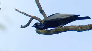 Bare-necked Fruitcrow