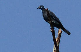 Bare-necked Fruitcrow