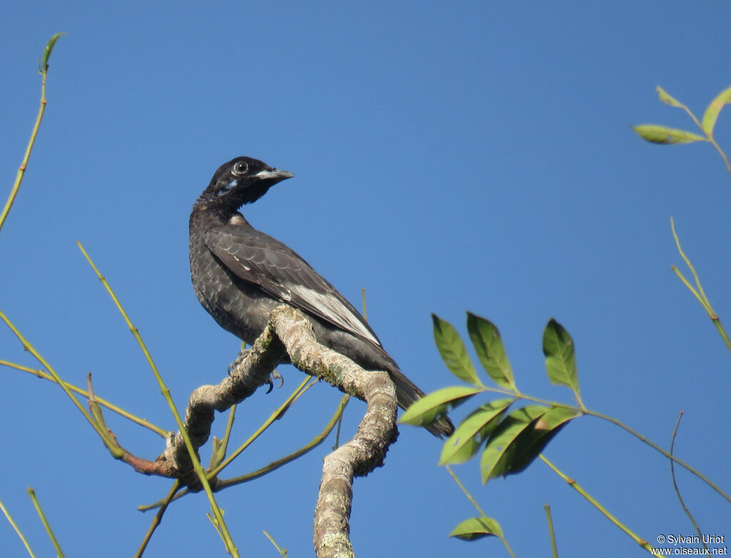 Bare-necked Fruitcrow male immature