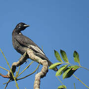 Bare-necked Fruitcrow