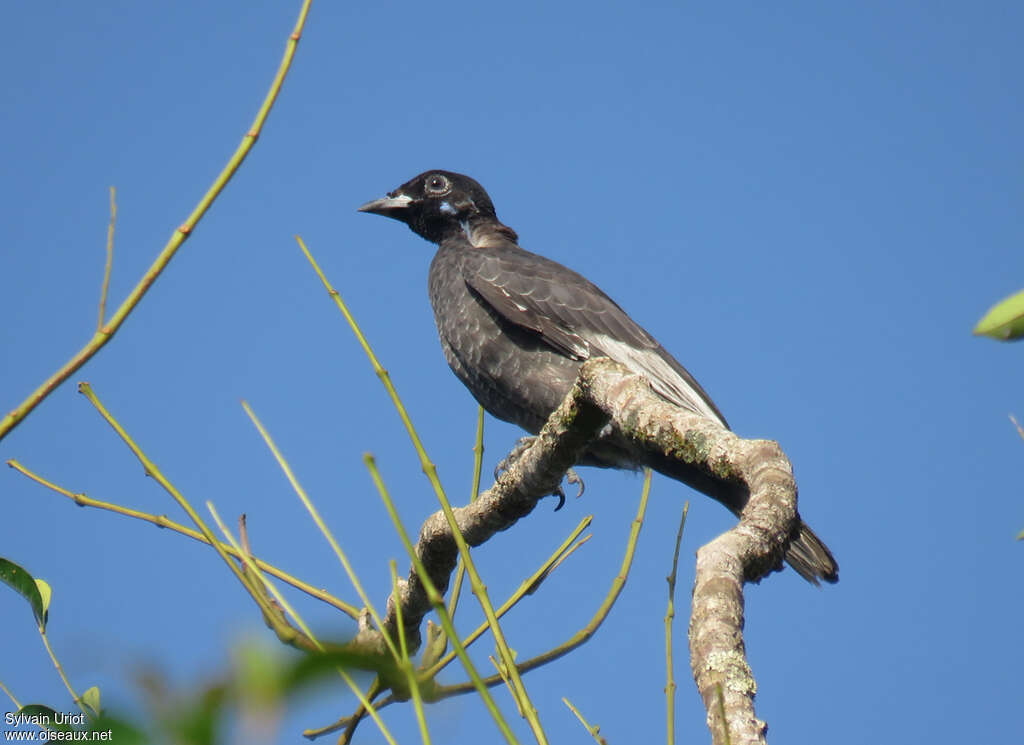 Bare-necked Fruitcrow male immature, identification