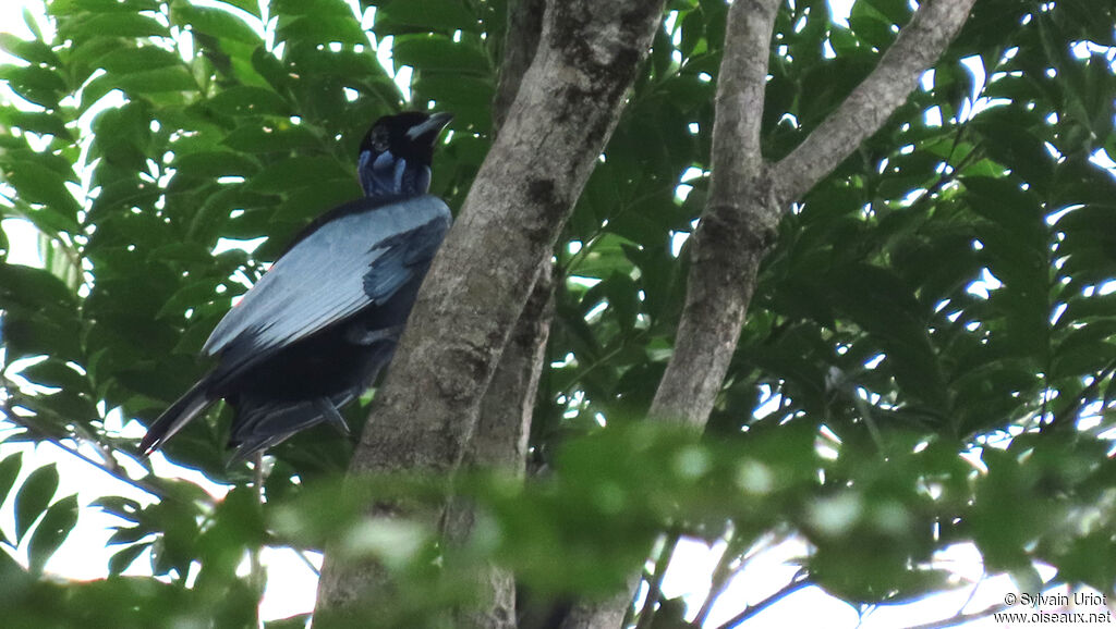 Bare-necked Fruitcrow male adult