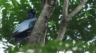 Bare-necked Fruitcrow