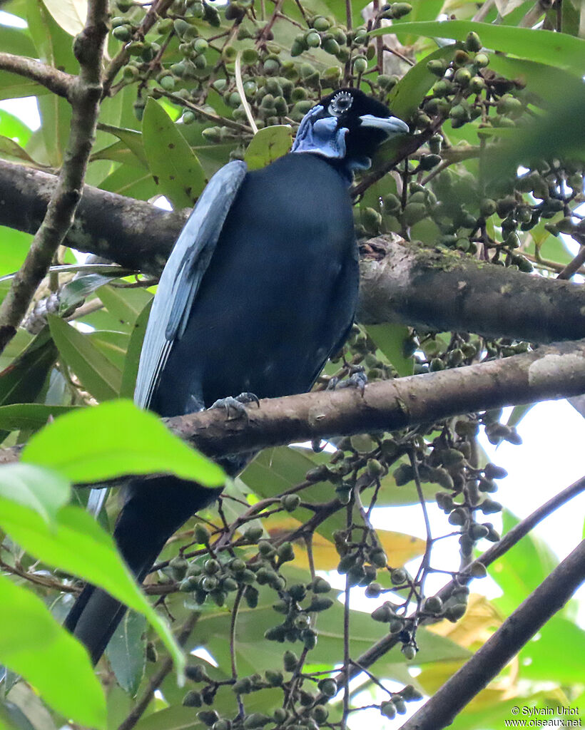 Bare-necked Fruitcrow male adult