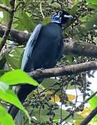 Bare-necked Fruitcrow