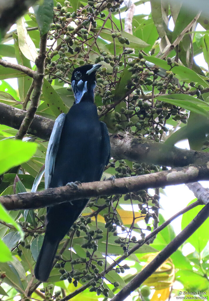 Bare-necked Fruitcrow male adult