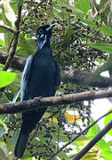 Bare-necked Fruitcrow